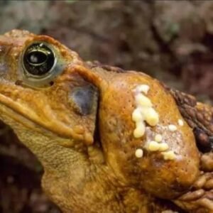 Cane Toad