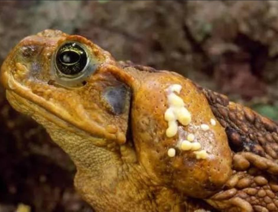 Cane Toad