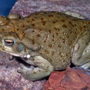 Bufo Alvarius Toad