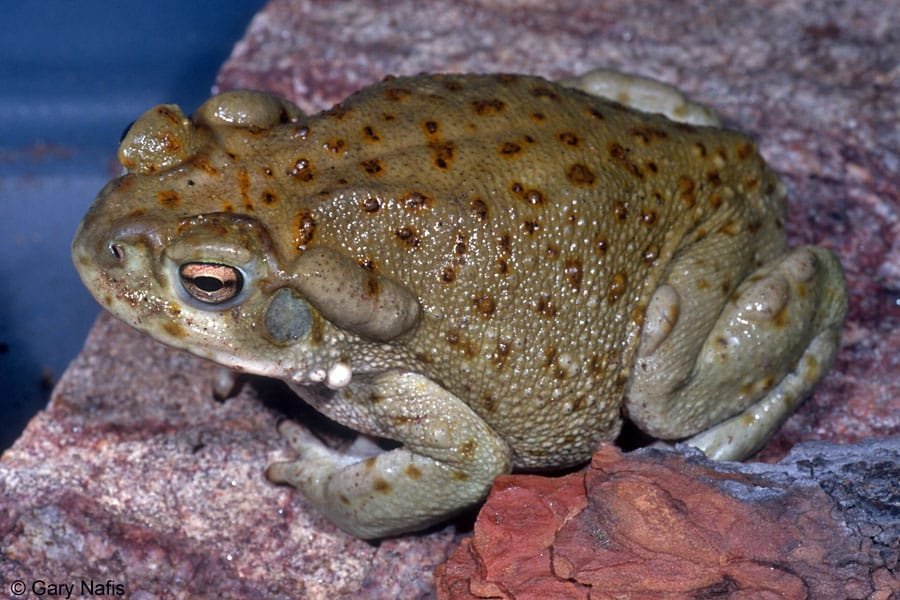 Bufo Alvarius Toad