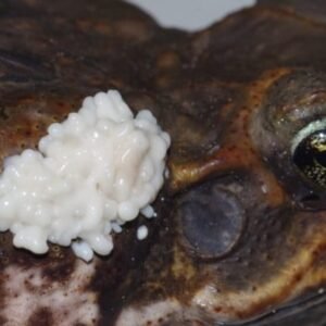Bufo bufo Venom