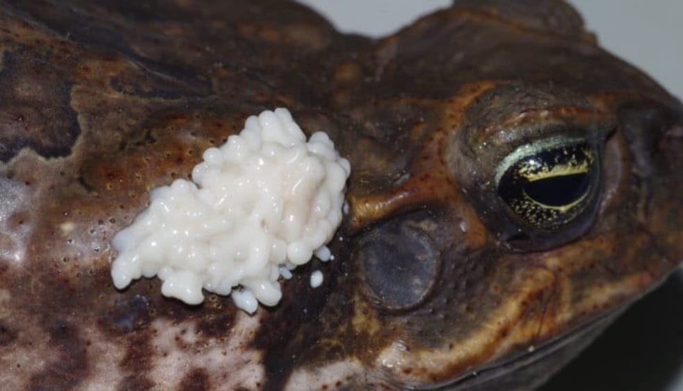 Bufo bufo Venom